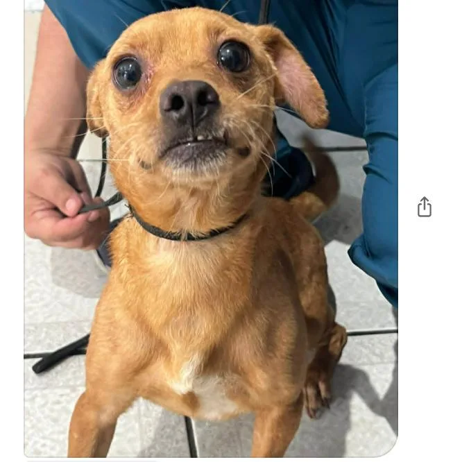An adult small-sized male Golden Mixed Breed dog named Membrillo for adoption in Bend, OR