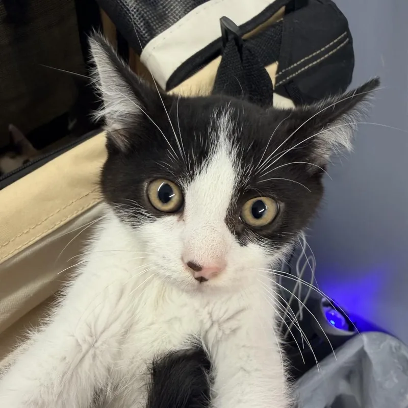 A baby medium-sized male Domestic Short Hair cat named Burrito for adoption in Mount Vernon, IL