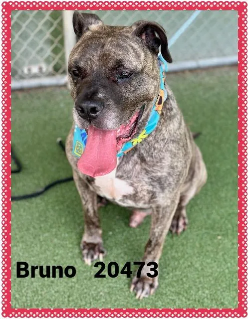 An adult extra large-sized male Brindle Presa Canario dog named Bruno for adoption in Marietta, GA