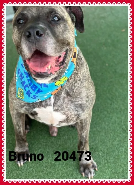 Bruno thumbnail 2