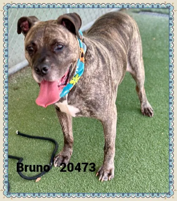 Bruno thumbnail 3