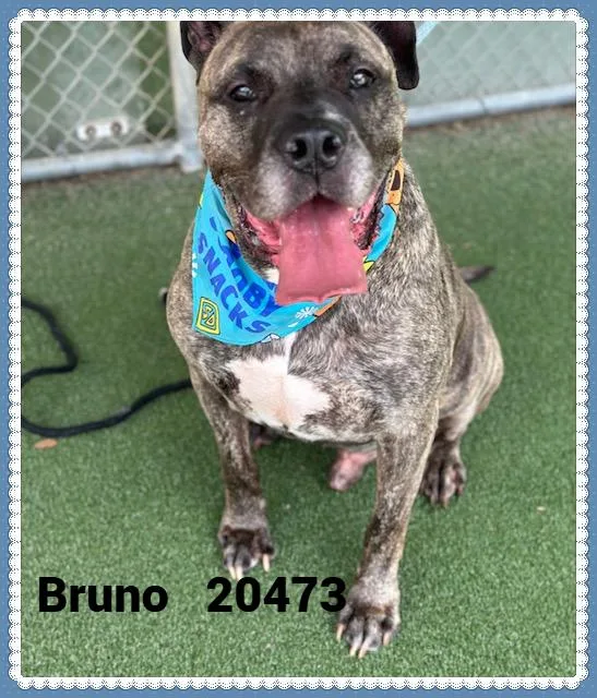 Bruno thumbnail 4