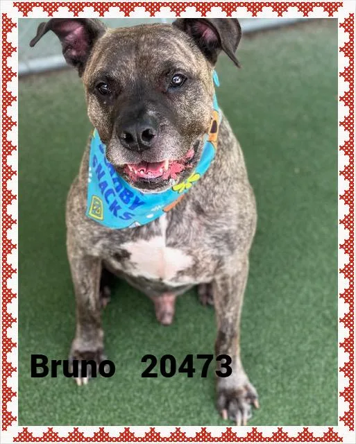 Bruno thumbnail 5