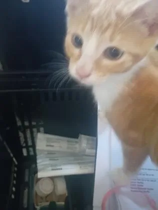 A baby small-sized male Domestic Short Hair cat named Grape for adoption in Atlanta, GA