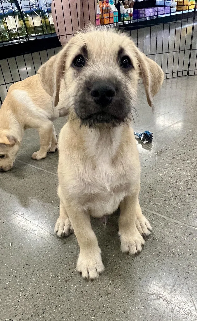 A baby medium-sized male Terrier dog named Gideon for adoption in El Cajon, CA