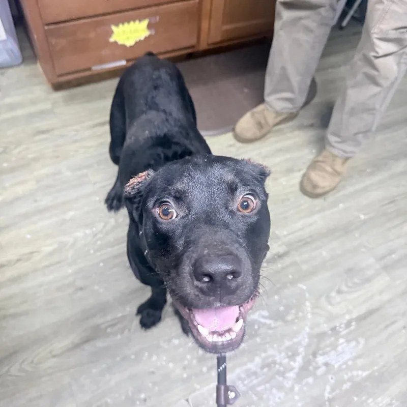 An adult medium-sized male Black Mixed Breed dog named Pop Rocks for adoption in Summerville, SC
