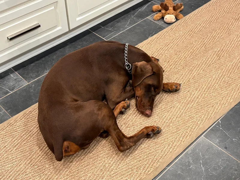 A young large-sized male Brown / Chocolate Doberman Pinscher dog named Bruce for adoption in Lloyd, FL