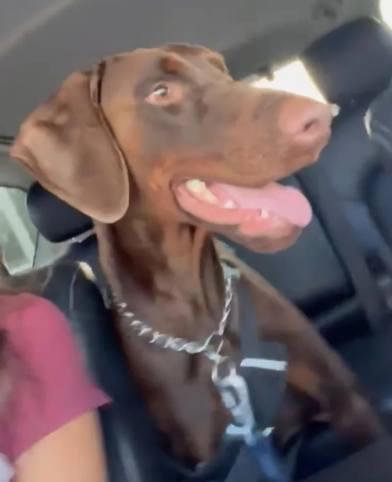 Bruce thumbnail 3