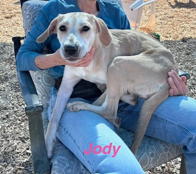 A young medium-sized female Rhodesian Ridgeback dog named Jody for adoption in Albuquerque, NM