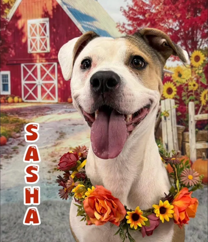 An adult medium-sized female White / Cream Mixed Breed dog named Sasha for adoption in Flint, MI