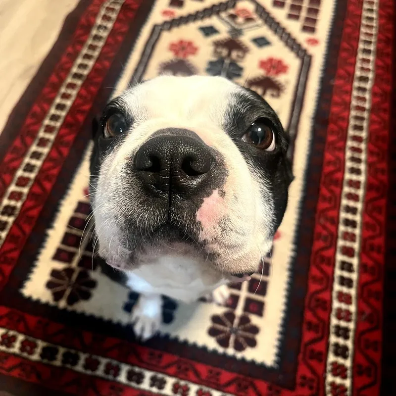 Whoopie