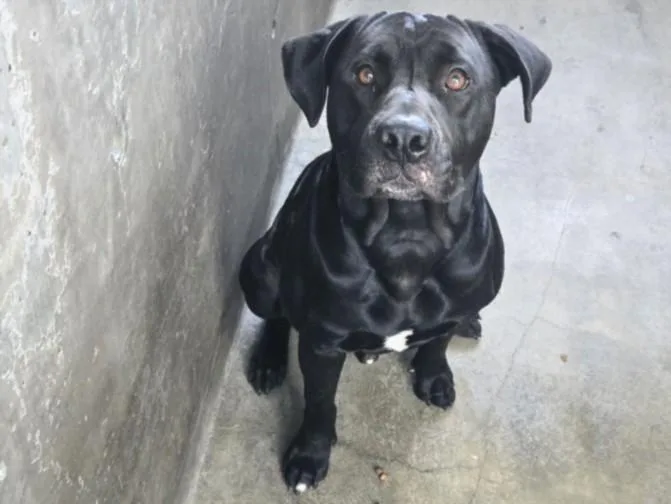 A young large-sized male Labrador Retriever dog named Jonah for adoption in Van Nuys, CA