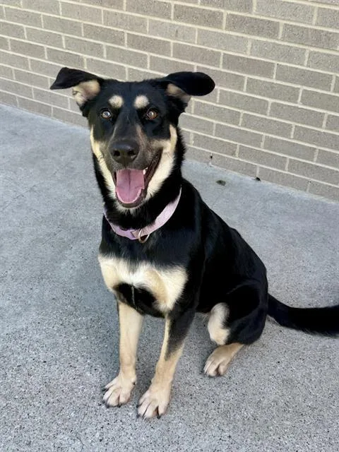 A young large-sized female Mixed Breed dog named Lyla for adoption in Dallas, TX