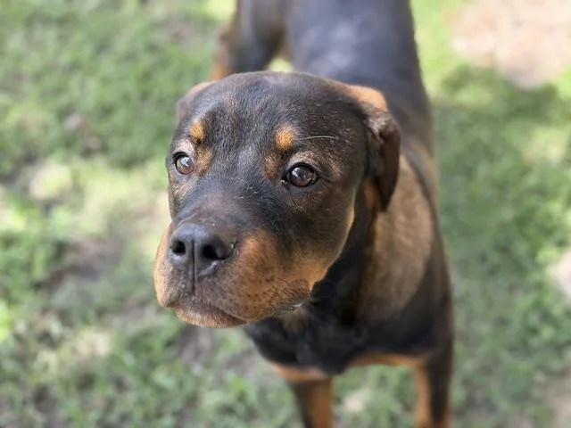 A young large-sized female Rottweiler dog named Rory for adoption in Tulsa, OK