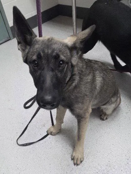 A baby large-sized female German Shepherd Dog dog named Isis for adoption in Oakland, CA