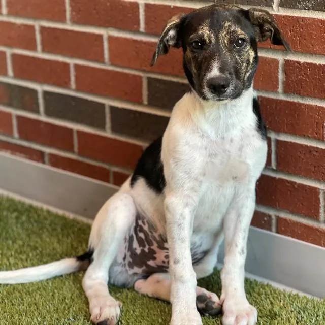 A baby small-sized male Mixed Breed dog named Miller for adoption in Edmond, OK