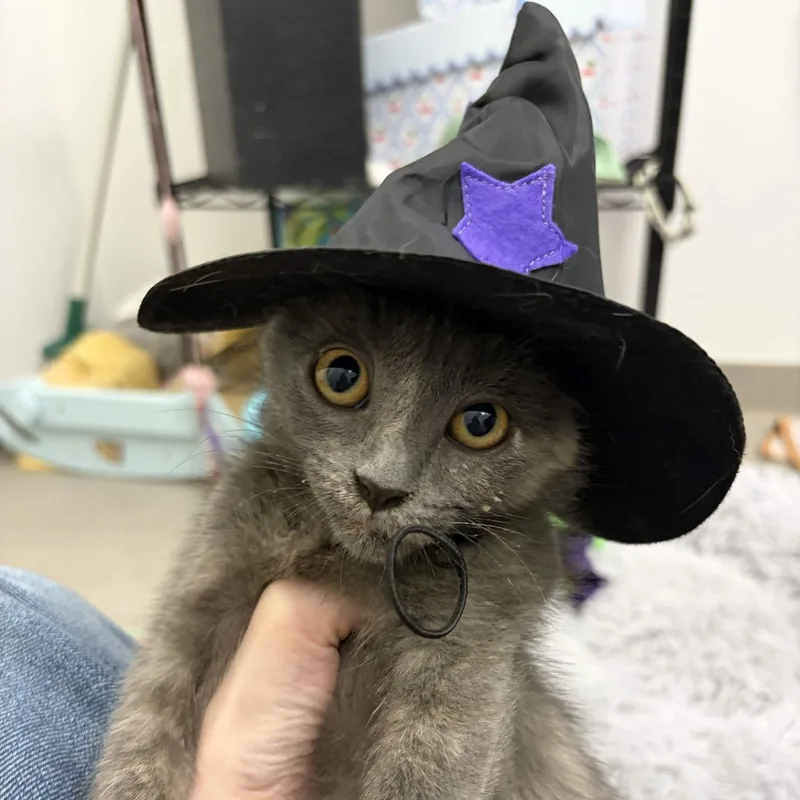 A baby medium-sized female Dilute Tortoiseshell Domestic Short Hair cat named Molly for adoption in Weehawken, NJ