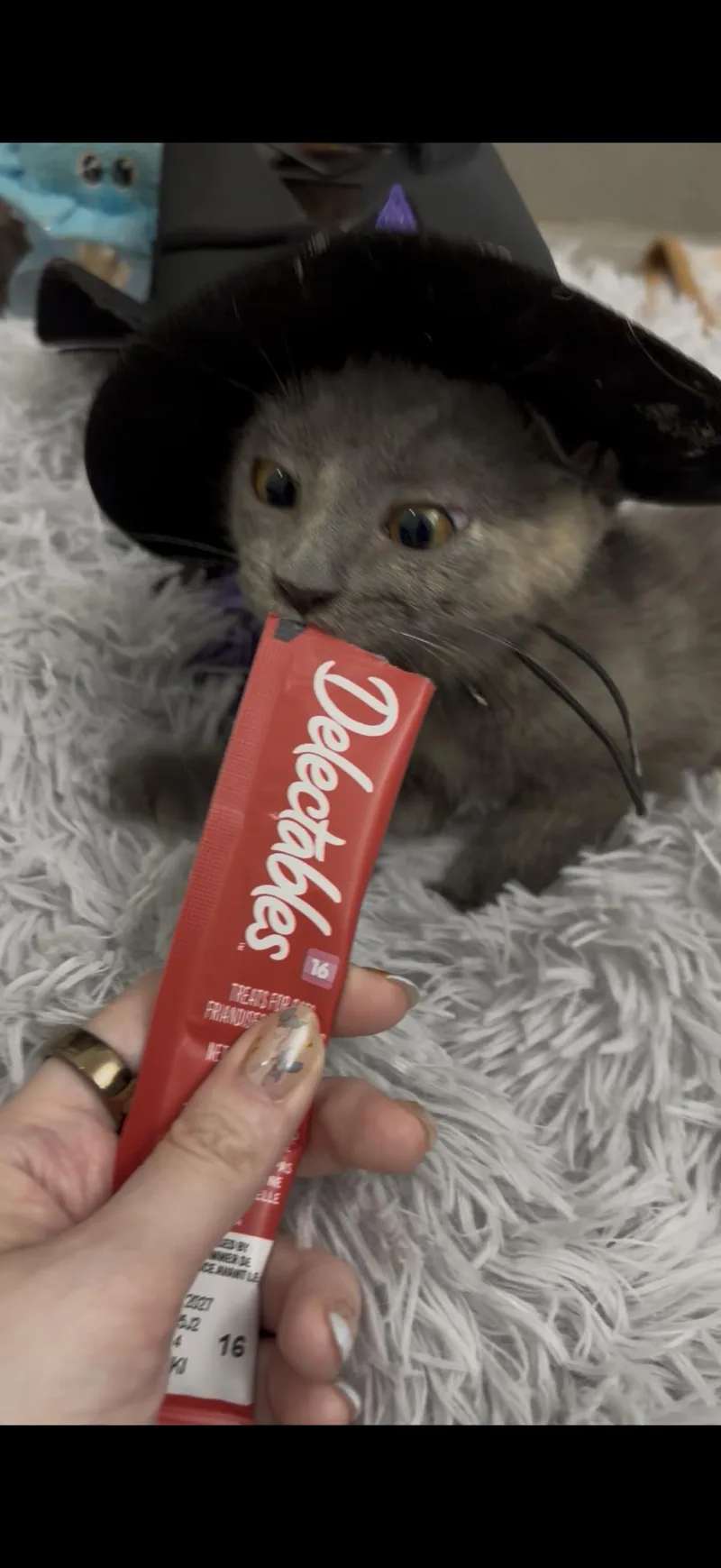 Molly thumbnail 4