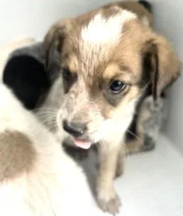 A baby small-sized male Australian Cattle Dog / Blue Heeler dog named A for adoption in Houston, TX