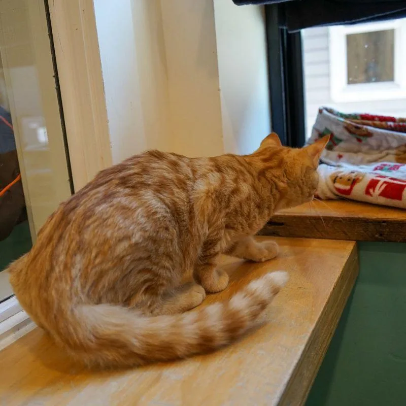 A young medium-sized male Domestic Short Hair cat named Peanut Butter for adoption in Jackson, WY