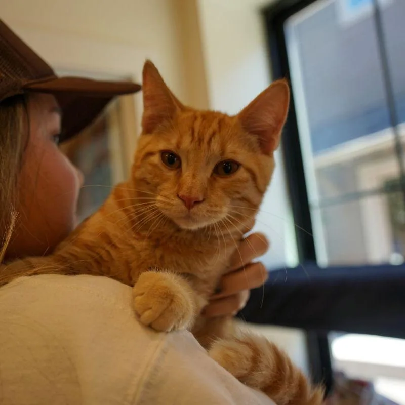 Peanut Butter thumbnail 2