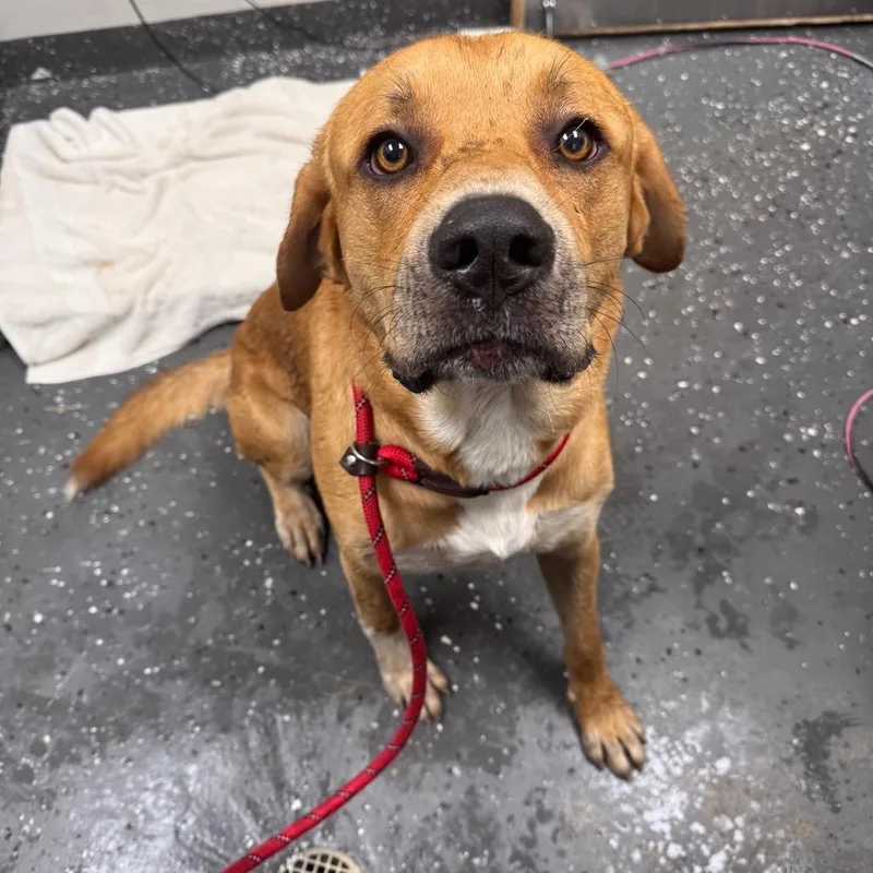 An adult large-sized male Yellow / Tan / Blond / Fawn Mixed Breed dog named Big Man for adoption in Columbiana, AL