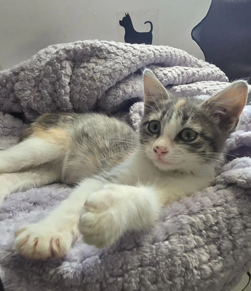 A baby small-sized female Calico American Shorthair cat named Laney for adoption in Berryton, KS