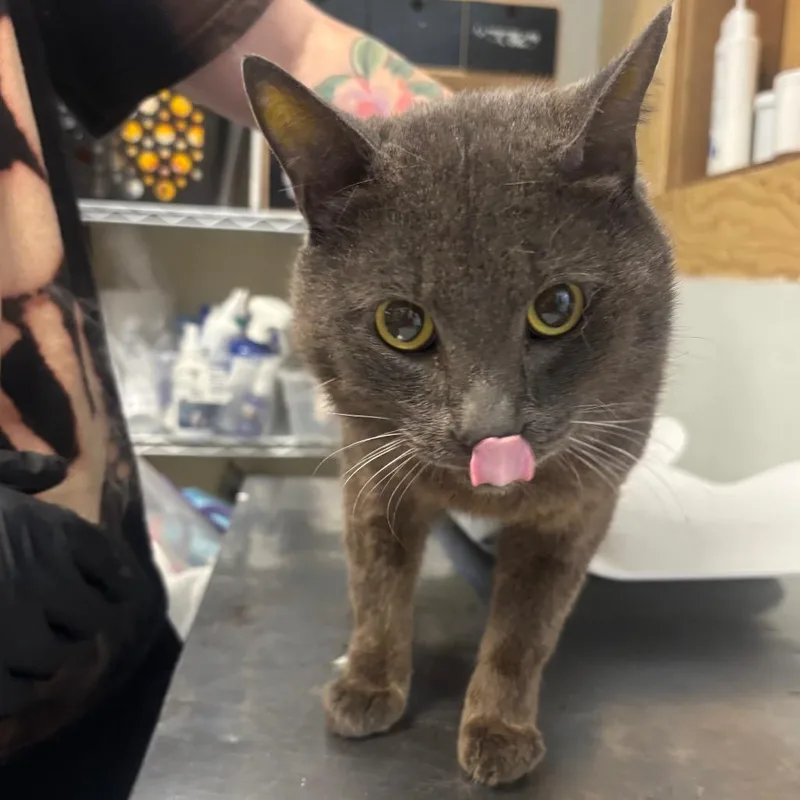 A young large-sized male Gray / Blue / Silver Domestic Short Hair cat named Subie for adoption in Point Richmond, CA