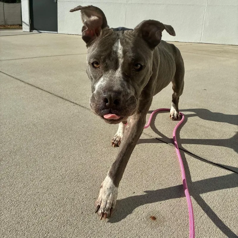 An adult medium-sized female Gray / Blue / Silver Mixed Breed dog named Patsy for adoption in Jacksonville, FL