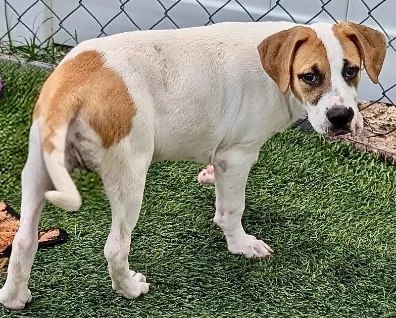 Sonnemo Puppy! thumbnail 2