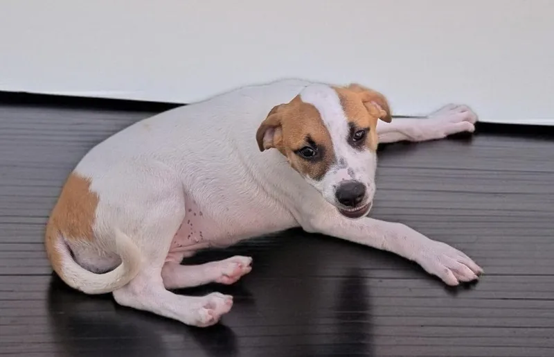 Sonnemo Puppy! thumbnail 3