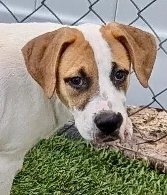 Sonnemo Puppy! thumbnail 4