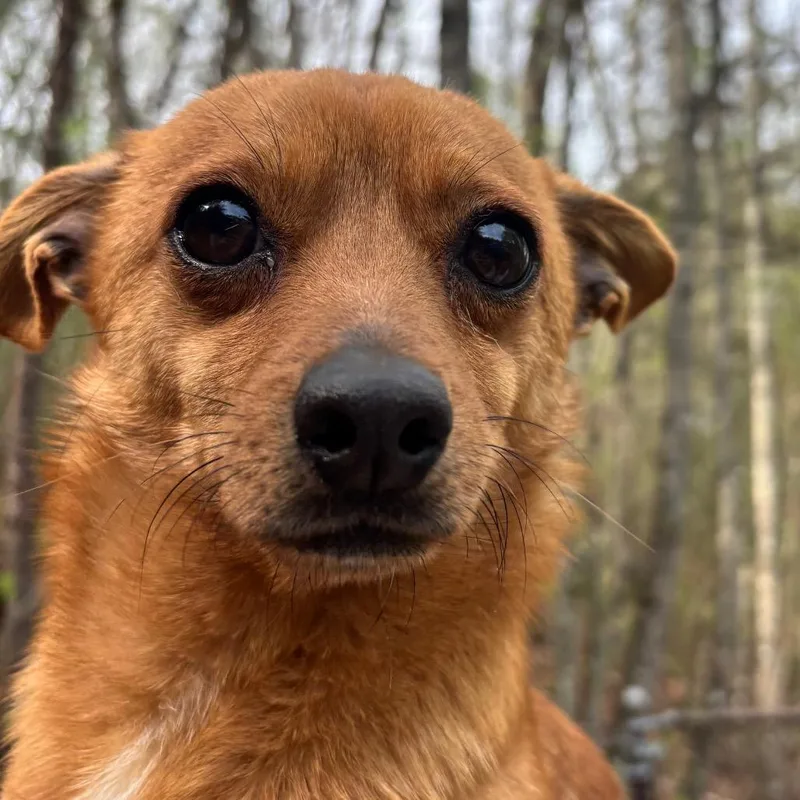 A young small-sized male Yellow / Tan / Blond / Fawn Chihuahua dog named Tate for adoption in Franklin, NC