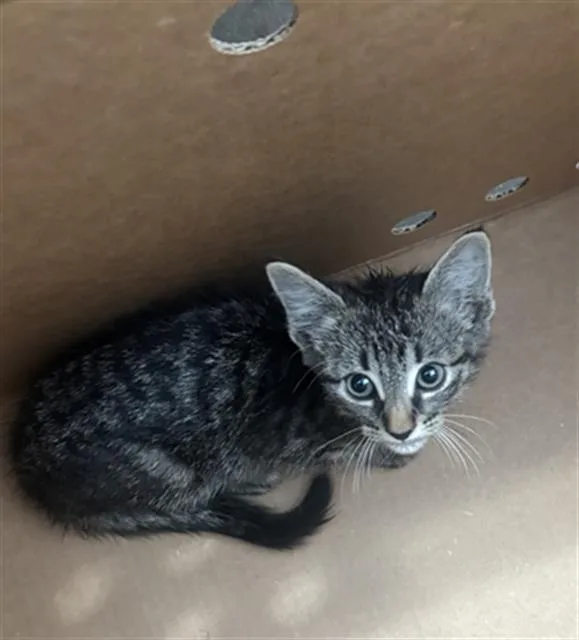 A baby medium-sized male Domestic Short Hair cat named Bonnie for adoption in Dallas, TX