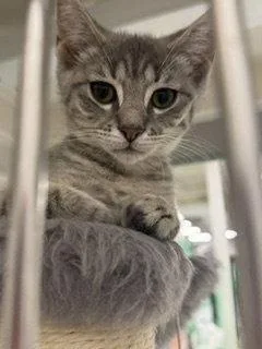 A young medium-sized female Domestic Short Hair cat named Leona for adoption in Spring Lake, NJ