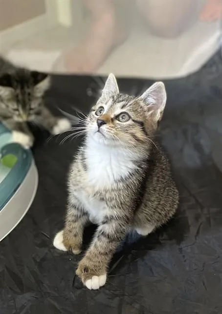 A baby medium-sized female Domestic Short Hair cat named Max for adoption in Boston, MA