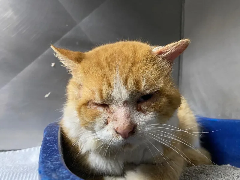 Tommyboy thumbnail 2