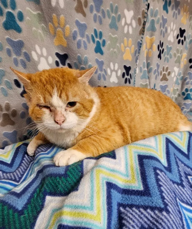 Tommyboy thumbnail 3