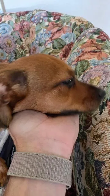 A baby small-sized female Chihuahua dog named Brussels Sprouts for adoption in Reno, NV