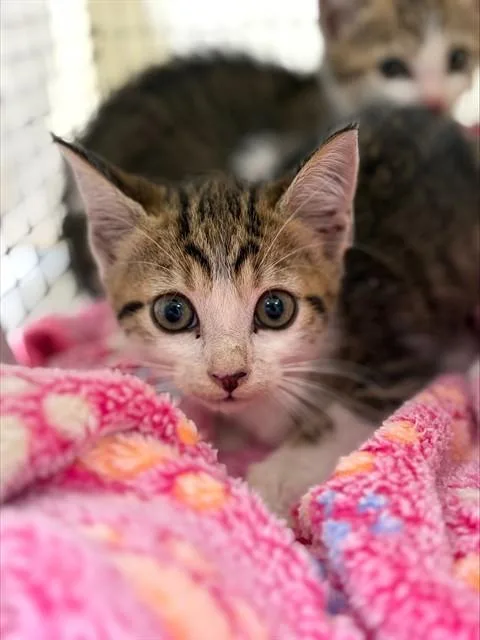 A baby small-sized female Domestic Short Hair cat named Casper for adoption in Fort Lauderdale, FL