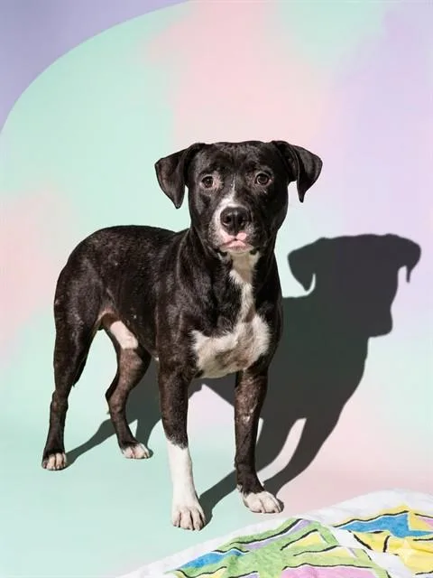 A young medium-sized male Mixed Breed dog named Chunkamunk for adoption in Jacksonville, FL