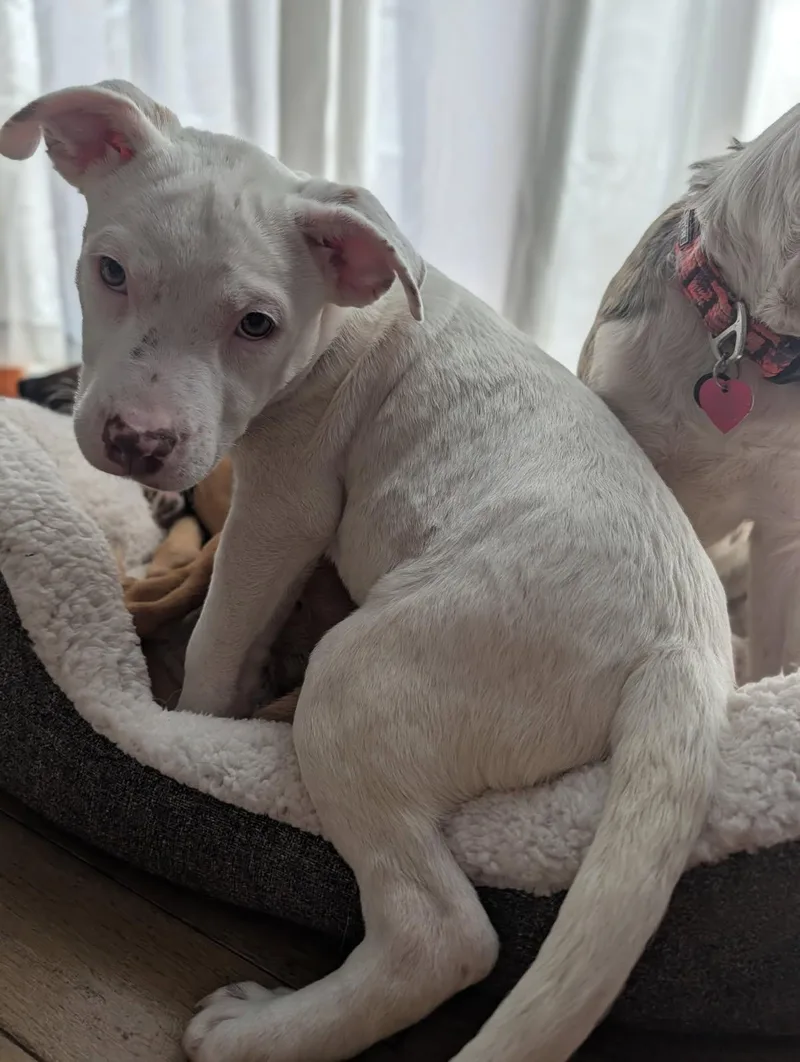 A baby medium-sized male White / Cream Terrier dog named Joey for adoption in Byron, IL