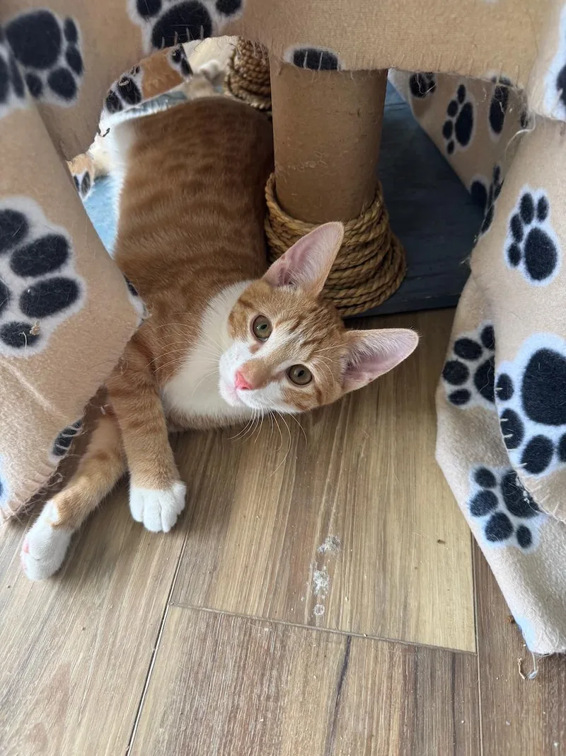 A young small-sized male Tabby (Orange / Red) Tabby cat named Thor for adoption in Temecula, CA