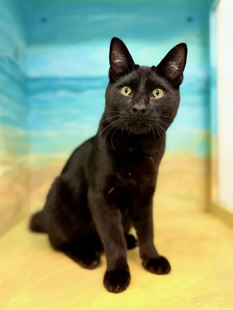 A young medium-sized male Domestic Short Hair cat named Elixer for adoption in Agoura, CA