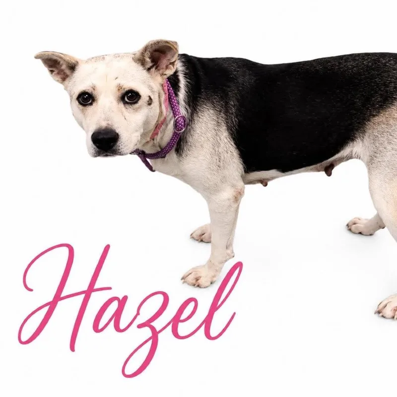 An adult large-sized female White / Cream Mixed Breed dog named Hazel for adoption in Memphis, TN
