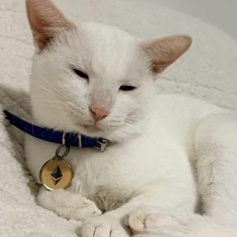A young medium-sized male White Siamese cat named Bella Notte for adoption in Liverpool, TX