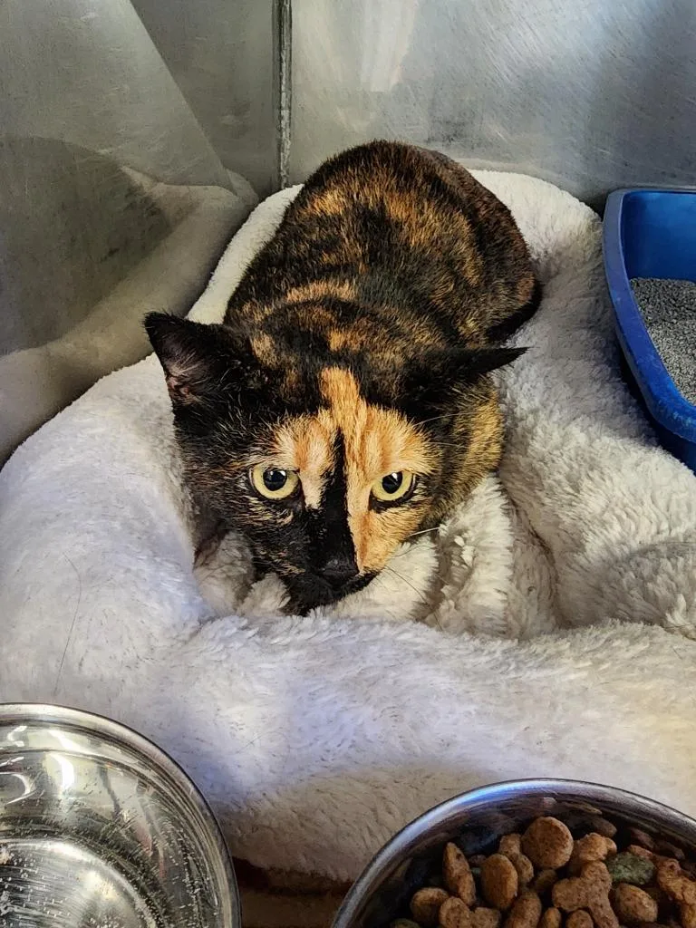 A young medium-sized female Domestic Short Hair cat named Shadow for adoption in Virginia, MN