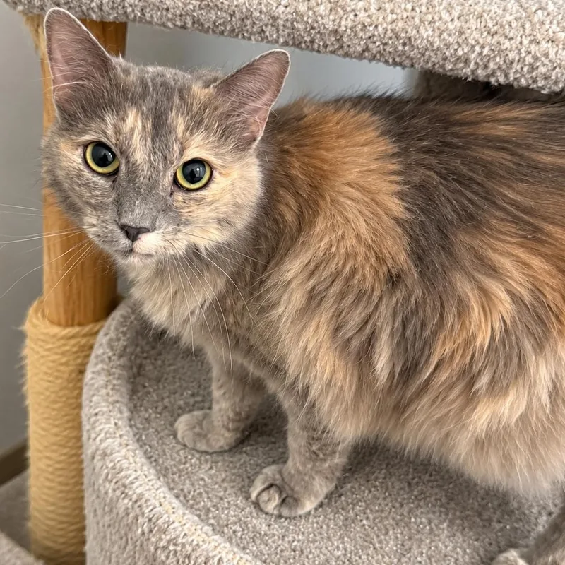 An adult medium-sized female Dilute Tortoiseshell Domestic Long Hair cat named Erica for adoption in Fresno, CA