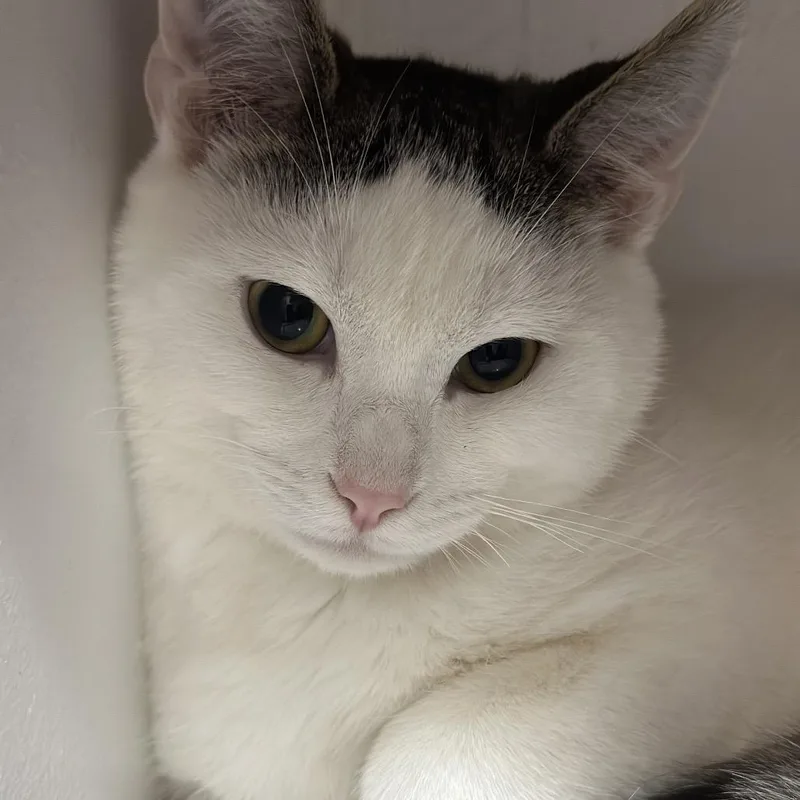 A young small-sized male White Domestic Short Hair cat named Holiday Cookie for adoption in Eaton Rapids, MI