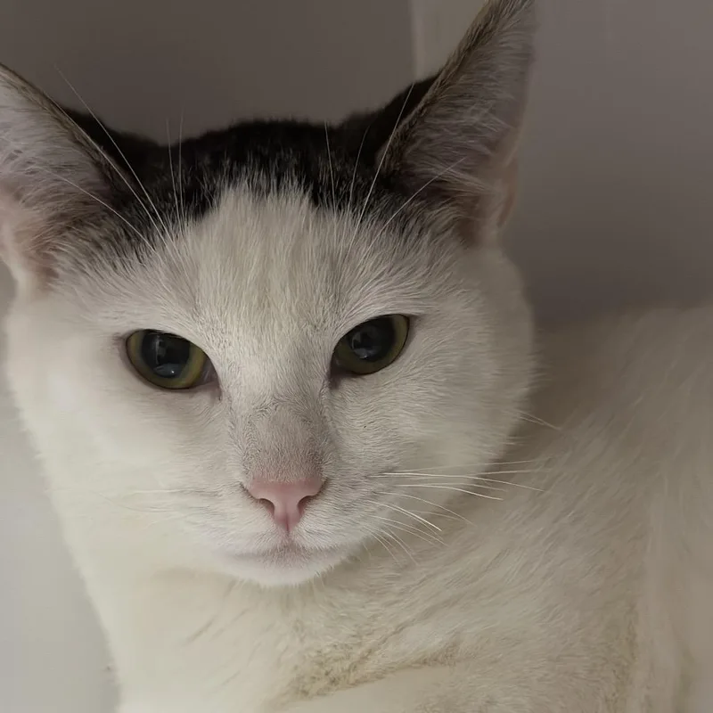 Holiday Cookie thumbnail 2